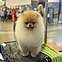 Barbie joined the competition — help win amazing prizes! animal, animal_face, blurred_background, companion, cute, dog, fluffy, fur, groomed, happy, indoor, leash, people, pet, pet_grooming, pomeranian, small_dog, standing, table, tongue_out