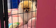 Barbie joined the competition — help win amazing prizes! animal, background_text, cage, cozy, cute, dog, fence, fluffy, fur, indoor, pet, pet_bed, pink_cushion, playful, plush_toy, pomeranian, puppy, resting, small_dog, toy