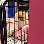 animal, background_text, cage, cozy, cute, dog, fence, fluffy, fur, indoor, pet, pet_bed, pink_cushion, playful, plush_toy, pomeranian, puppy, resting, small_dog, toy