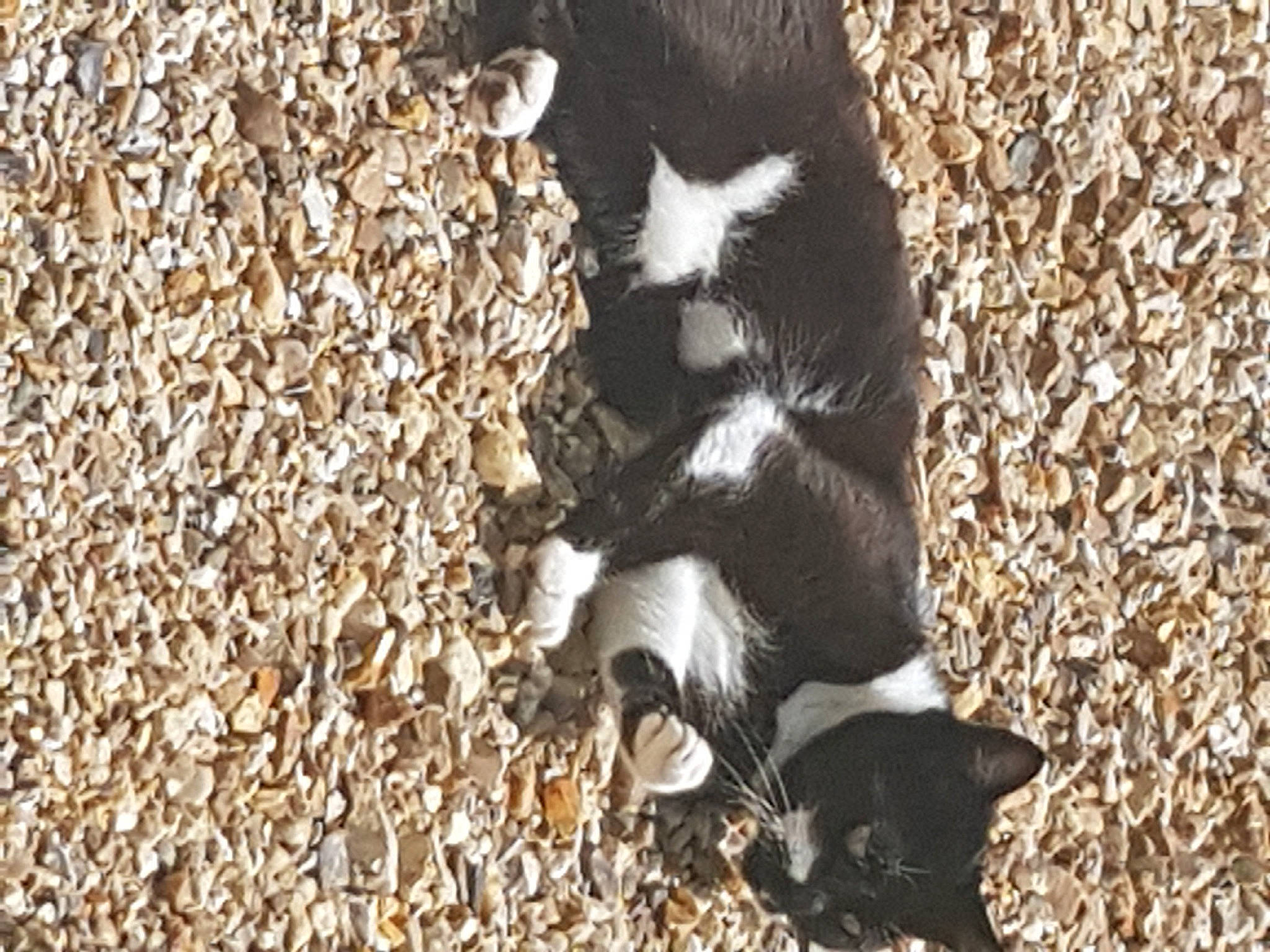 Loupiote participe au concours pour gagner de l'argent avec cette photo : canidae, carnivore, companion_dog, dog_breed, fur, grass, snout, soil, sporting_group, tail, terrestrial_animal, wildlife, wood, working_animal