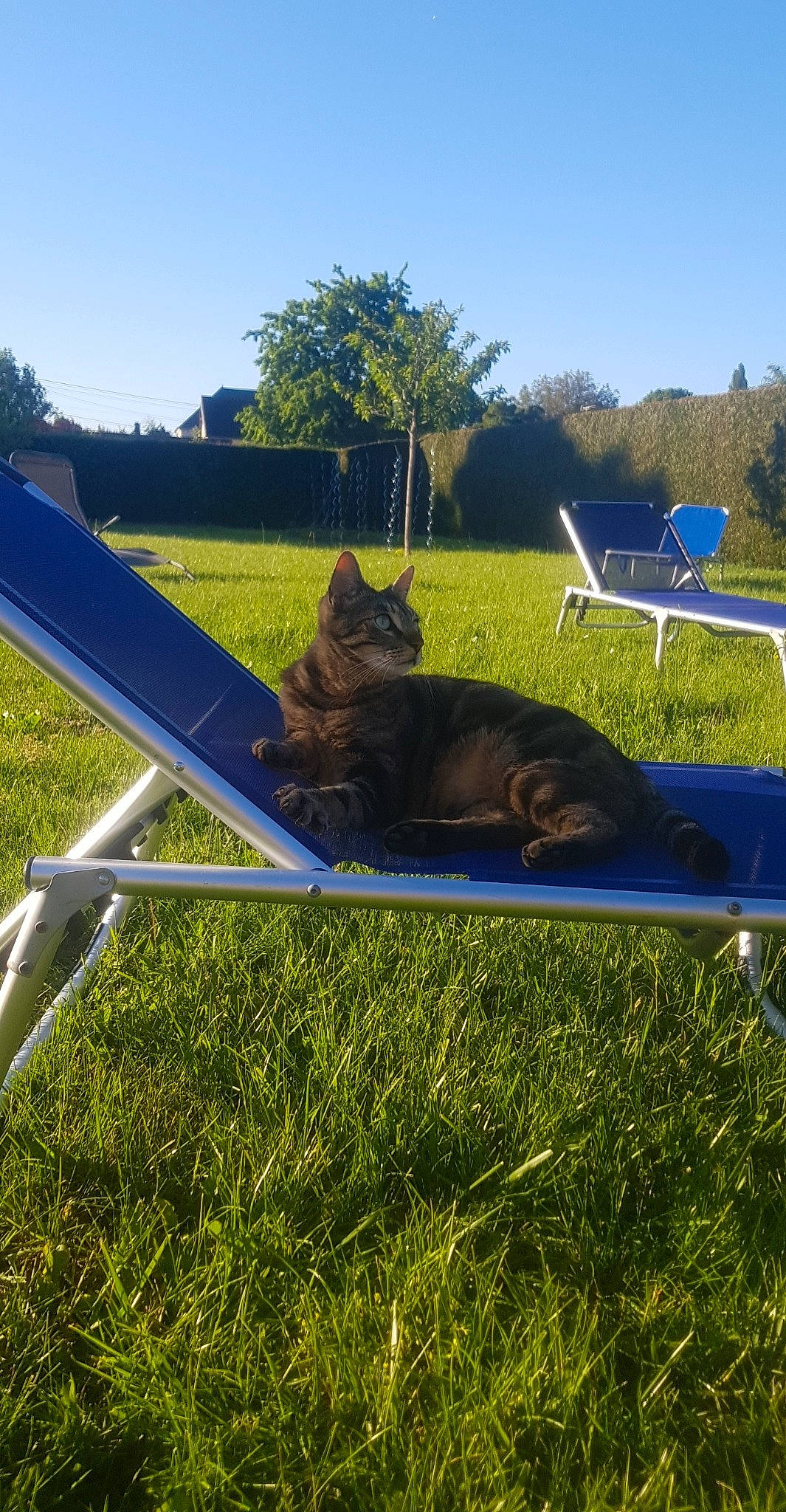Ramsès a rejoint le concours — aidez-le/la à gagner de superbes lots ! blue, carnivore, chair, comfort, dog, dog_breed, fawn, felidae, furniture, grass, grass_family, grassland, leisure, outdoor_furniture, plant, shade, sky, sunlight, table, tree