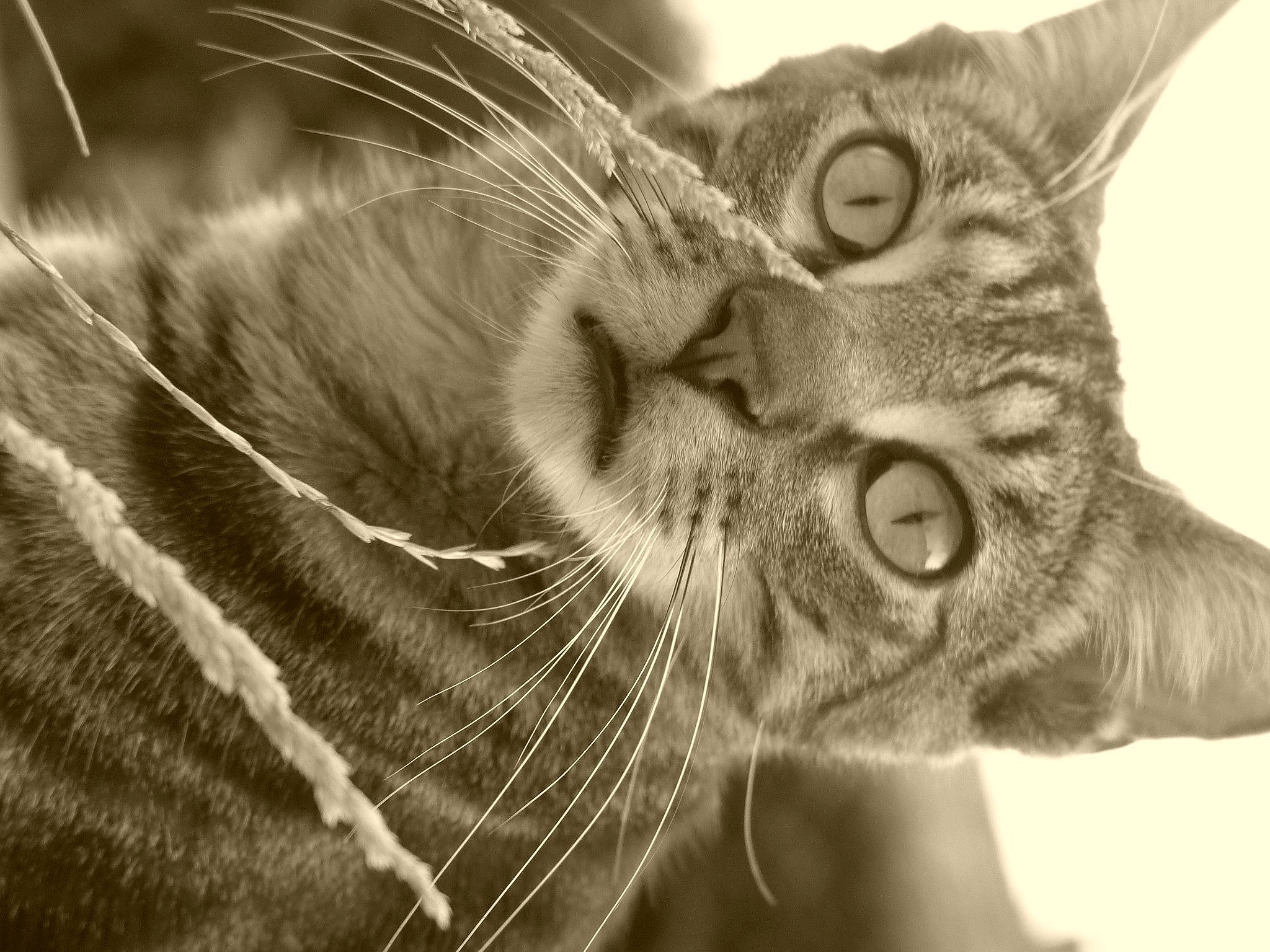 Ramsès participe au concours pour gagner de l'argent avec cette photo : black_and_white, carnivore, cat, close_up, ear, eye, eyelash, felidae, grey, head, human_body, iris, monochrome, monochrome_photography, nose, small_to_medium_sized_cats, snout, style, whiskers, white