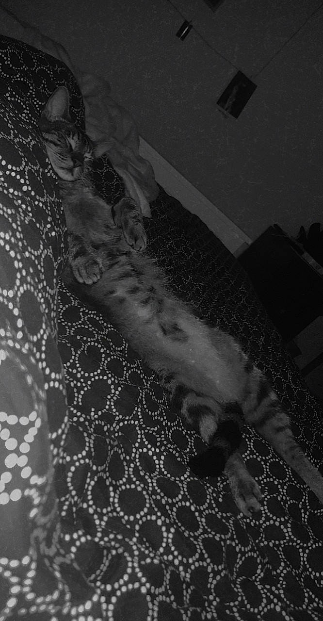 Ramsès a rejoint le concours — aidez-le/la à gagner de superbes lots ! black_and_white, ceiling, darkness, elbow, event, fashion_accessory, flash_photography, font, grey, human_leg, monochrome, monochrome_photography, organism, pattern, room, still_life_photography, style, tints_and_shades, visual_arts, water