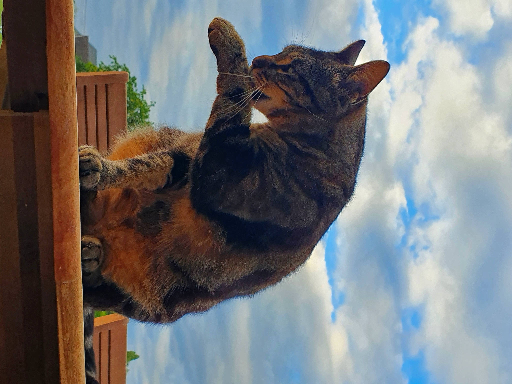 Ramsès participe au concours pour gagner de l'argent avec cette photo : blue, cat, cloud, domestic_short_haired_cat, eye, fawn, felidae, fur, gesture, hand, plant, sky, small_to_medium_sized_cats, snout, tail, tree, trunk, whiskers, wildlife, wood