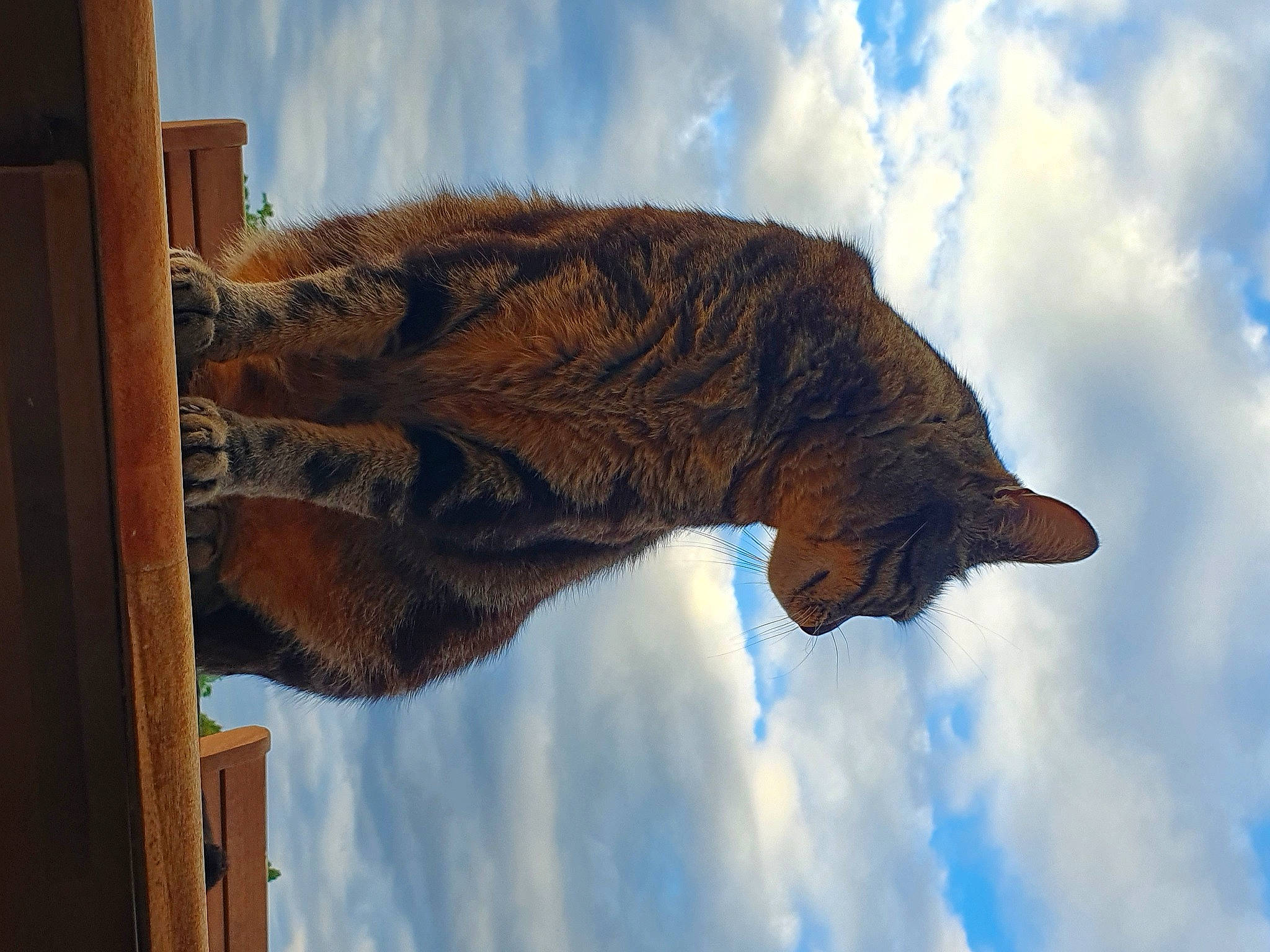 Ramsès participe au concours pour gagner de l'argent avec cette photo : art, azure, big_cats, blue, building, cloud, cumulus, felidae, mammal, sculpture, sky, small_to_medium_sized_cats, snout, statue, tail, terrestrial_animal, trunk, vertebrate, window, wood