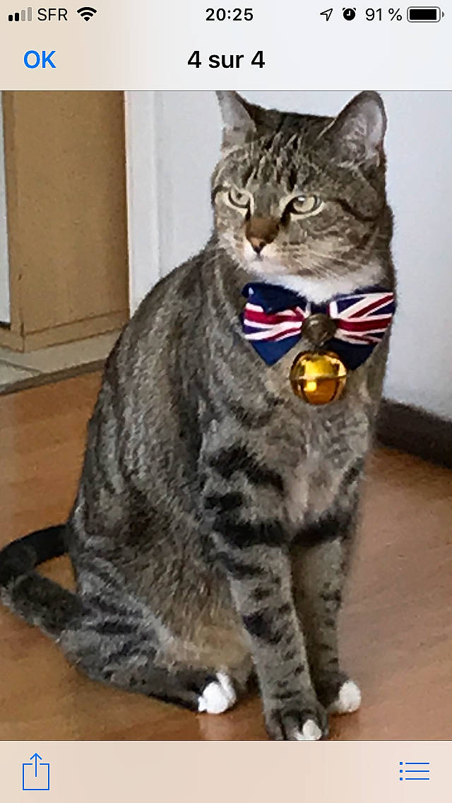 Azzaro participe au concours pour gagner de l'argent avec cette photo : american_bobtail, american_shorthair, american_wirehair, arabian_mau, asian, australian_mist, california_spangled, carnivore, cat, domestic_short_haired_cat, dragon_li, european_shorthair, felidae, mammal, pixie_bob, small_to_medium_sized_cats, snout, tabby_cat, vertebrate, whiskers