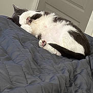 Hope is registered to the contest to win money with this photo: cat, sleeping, paw, black_and_white, fur, bedroom, blanket, cozy, indoor, pet, cute, animal, resting, feline, paw_pad, door, quilted, relaxed, home, nap