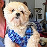 blanket, blue_plaid_vest, cozy, cream_colored, cute, dog, fluffy, framed_picture, fur, holding, home_interior, indoor, lamp, living_room, person_partial, pet, plaid_pattern, portrait, puppy, small_dog