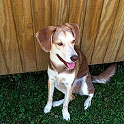 Jojo is registered to the contest to win money with this photo: animal, brown_and_white, canine, companion, daylight, dog, ears, friendly, fur, grass, happy, looking_away, nature, outdoor, pet, playful, sitting, tail, tongue_out, wooden_fence