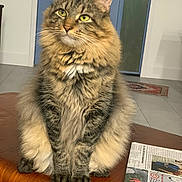 Bluey joined the competition — help win amazing prizes! cat, domestic_animal, door, feline, fluffy, fur, green_eyes, home, indoor, looking_up, newspaper, pet, portrait, relaxed, sitting, tabby, table, tile_floor, whiskers, wooden_surface