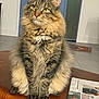cat, domestic_animal, door, feline, fluffy, fur, green_eyes, home, indoor, looking_up, newspaper, pet, portrait, relaxed, sitting, tabby, table, tile_floor, whiskers, wooden_surface