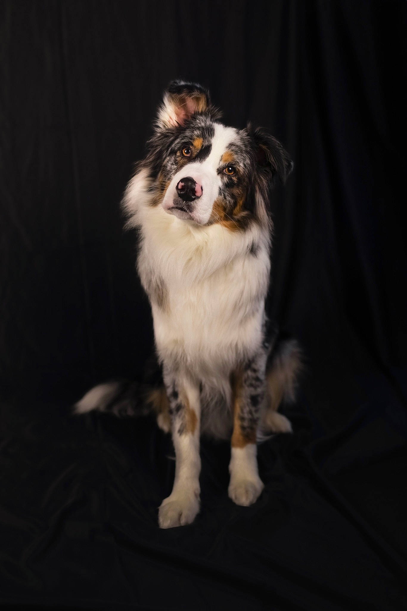 Uno a rejoint le concours — aidez-le/la à gagner de superbes lots ! carnivore, companion_dog, curtain, darkness, dog, dog_breed, flash_photography, fur, snout, sporting_group, terrestrial_animal, whiskers, working_dog