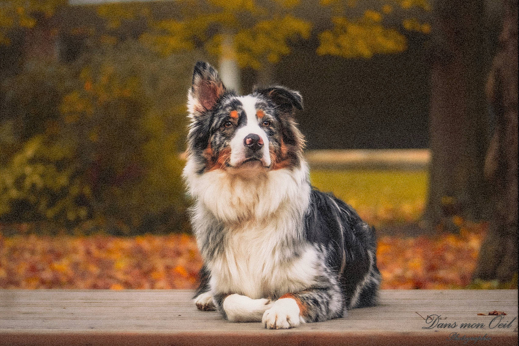 Uno a rejoint le concours — aidez-le/la à gagner de superbes lots ! australian_collie, australian_shepherd, border_collie, canidae, carnivore, companion_dog, dog, dog_breed, fur, grass, herding_dog, paw, plant, snout, sporting_group, tail, tree, whiskers, wood, working_dog
