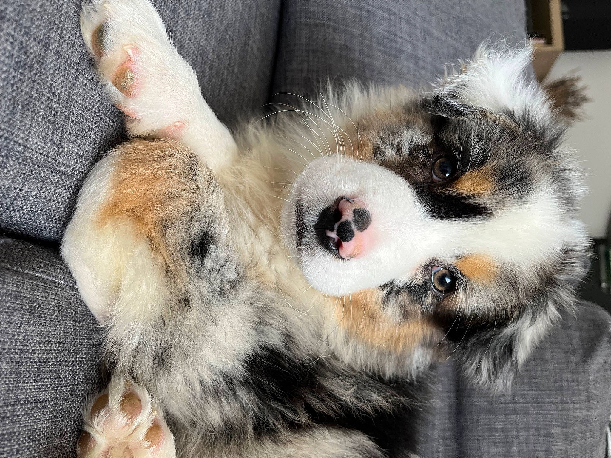 Uno a rejoint le concours — aidez-le/la à gagner de superbes lots ! ball, carnivore, claw, comfort, companion_dog, dog, dog_breed, eye, felidae, fur, paw, small_to_medium_sized_cats, snout, sporting_group, tail, terrestrial_animal, toy_dog, whiskers, working_animal, working_dog