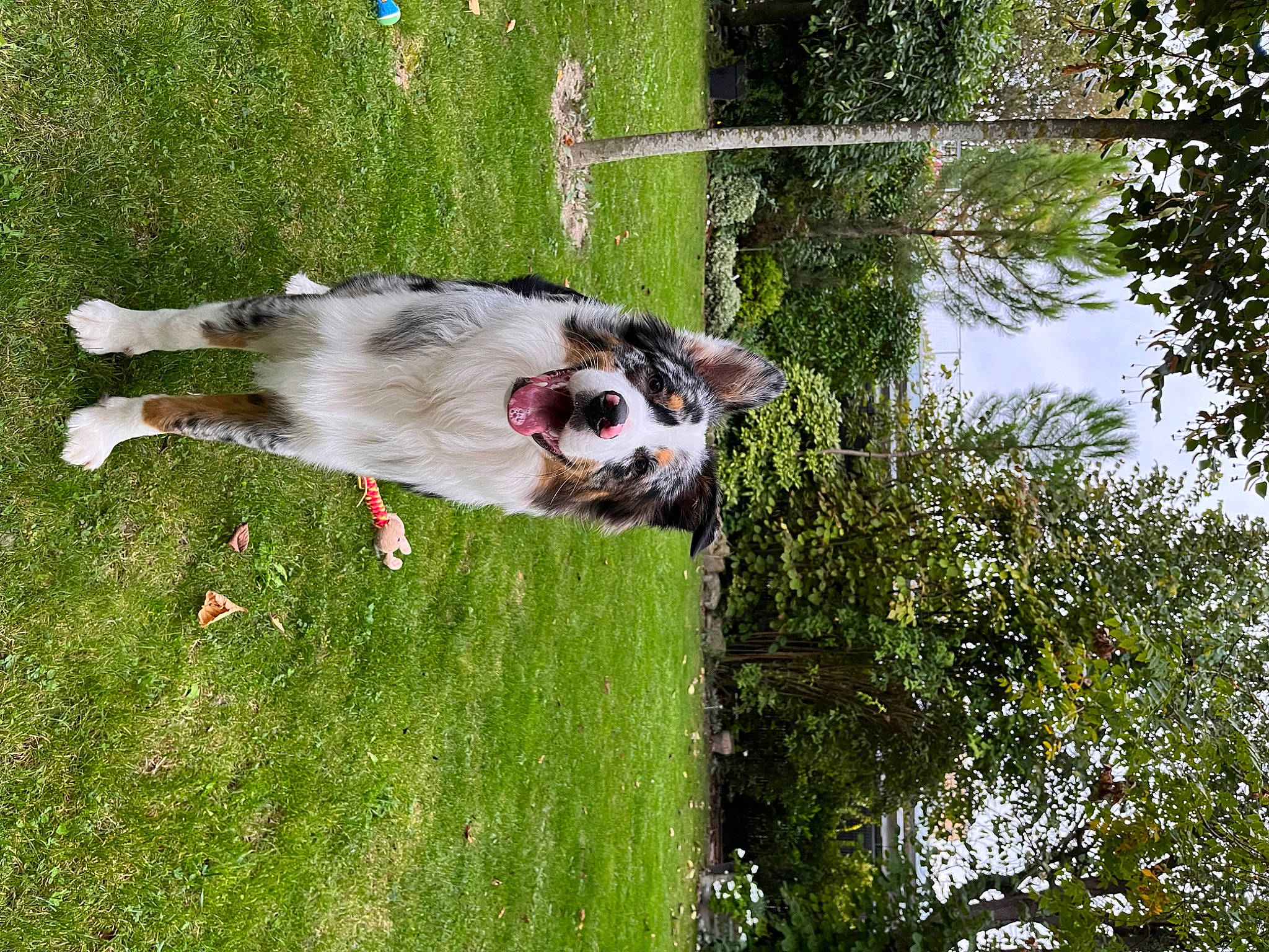 Uno participe au concours pour gagner de l'argent avec cette photo : botany, canidae, carnivore, collar, companion_dog, dock_jumping, dog, dog_breed, fawn, grass, plant, sporting_group, tail, tree, virginia_opossum, water, working_animal, working_dog