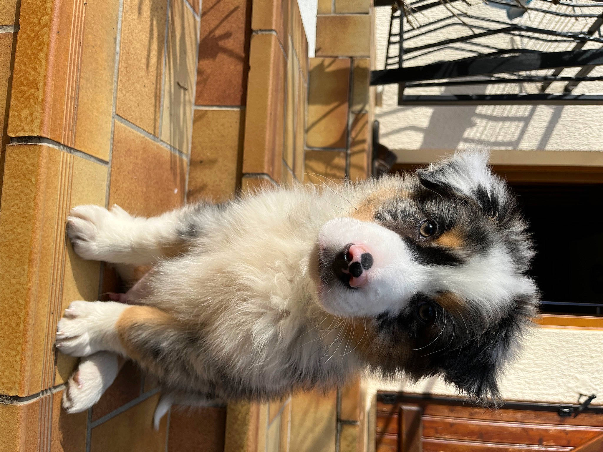 Uno a rejoint le concours — aidez-le/la à gagner de superbes lots ! ancient_dog_breeds, canidae, carnivore, companion_dog, dog, dog_breed, felidae, fur, snout, sporting_group, tail, terrestrial_animal, whiskers, wood, working_dog