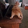 Charmin is registered to the contest to win money with this photo: cat, orange_cat, indoor, wooden_surface, carpet, furniture, pet, relaxed, sprawled, chubby, animal, domestic_cat, looking_away, home, cozy, reflection, clutter, household, tail, paws