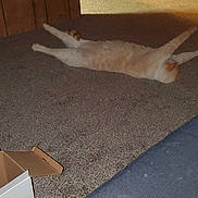 Charmin is registered to the contest to win money with this photo: cat, carpet, indoor, wood_paneling, door, box, furniture, couch, stretching, pet, animal, relaxing, floor, room, home, orange_cat, light, shadow, cozy, domestic