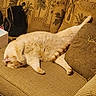 Charmin joined the competition — help win amazing prizes! cat, orange_cat, sleeping, couch, sofa, paw, furniture, indoor, cozy, relaxed, pet, fluffy, resting, home, patterned_cushion, living_room, cute, animal, tabby, comfy