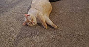 Charmin is registered to the contest to win money with this photo: cat, carpet, indoor, furniture, fan, relaxed, white_cat, floor, living_room, home, cozy, domestic_animal, pet, resting, lazy, wooden_furniture, vacuum_cleaner, table, chair, household