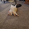 cat, carpet, indoor, furniture, fan, relaxed, white_cat, floor, living_room, home, cozy, domestic_animal, pet, resting, lazy, wooden_furniture, vacuum_cleaner, table, chair, household
