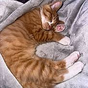 Dorito is registered to the contest to win money with this photo: blanket, cat, cozy, curled_up, cute, domestic_animal, feline, fur, indoor, kitten, orange_tabby, pet, pink_paws, relaxation, resting, sleeping, soft, whiskers, white_paws, young_cat