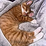 blanket, cat, cozy, curled_up, cute, domestic_animal, feline, fur, indoor, kitten, orange_tabby, pet, pink_paws, relaxation, resting, sleeping, soft, whiskers, white_paws, young_cat
