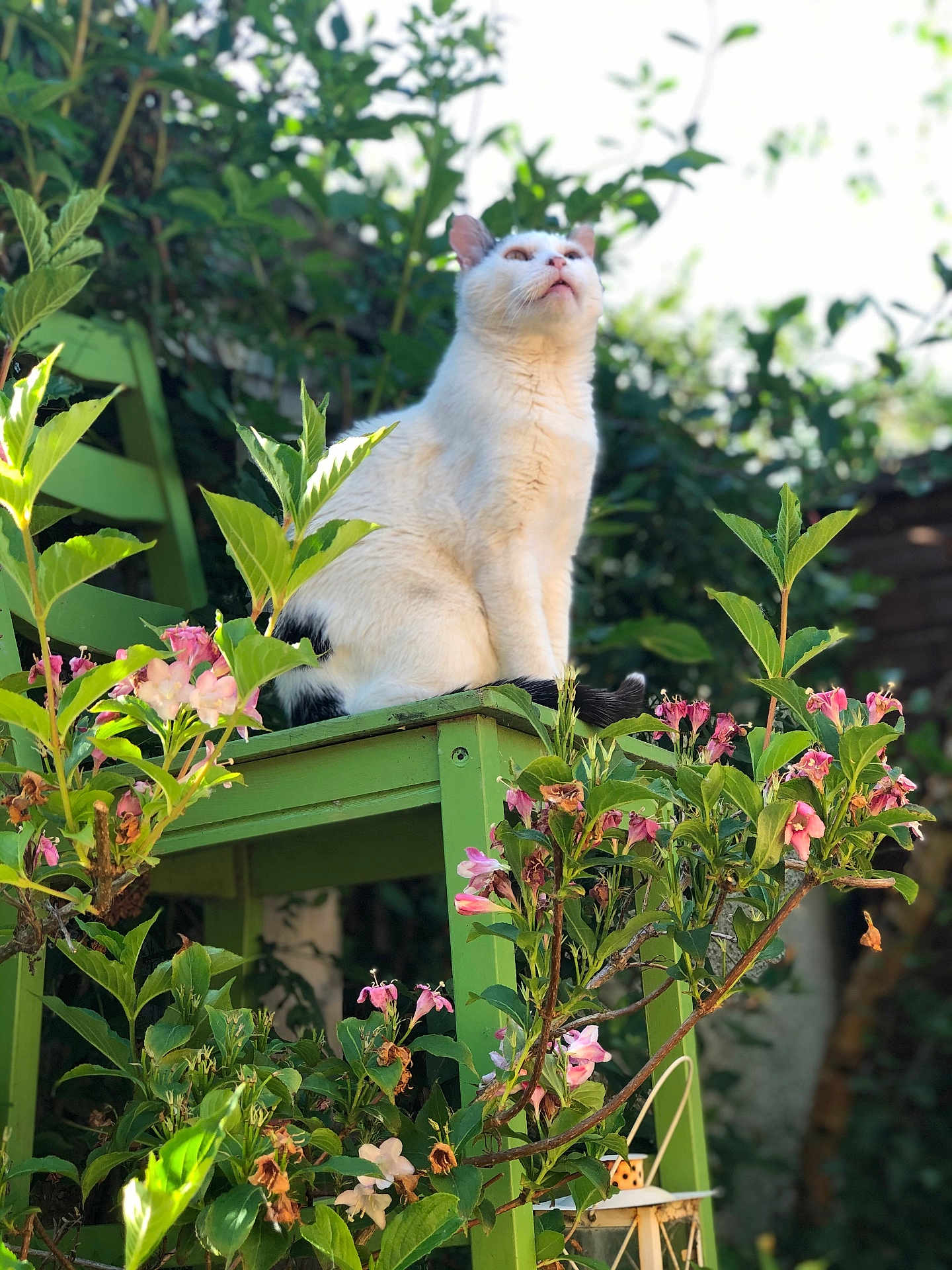 Virág a rejoint le concours — aidez-le/la à gagner de superbes lots ! animal, black_markings, cat, close_up, daylight, flora, flowers, foliage, garden, green_chair, leaves, nature, outdoor, pet, pink_flowers, plants, sitting, sunlight, white_cat, wooden_chair