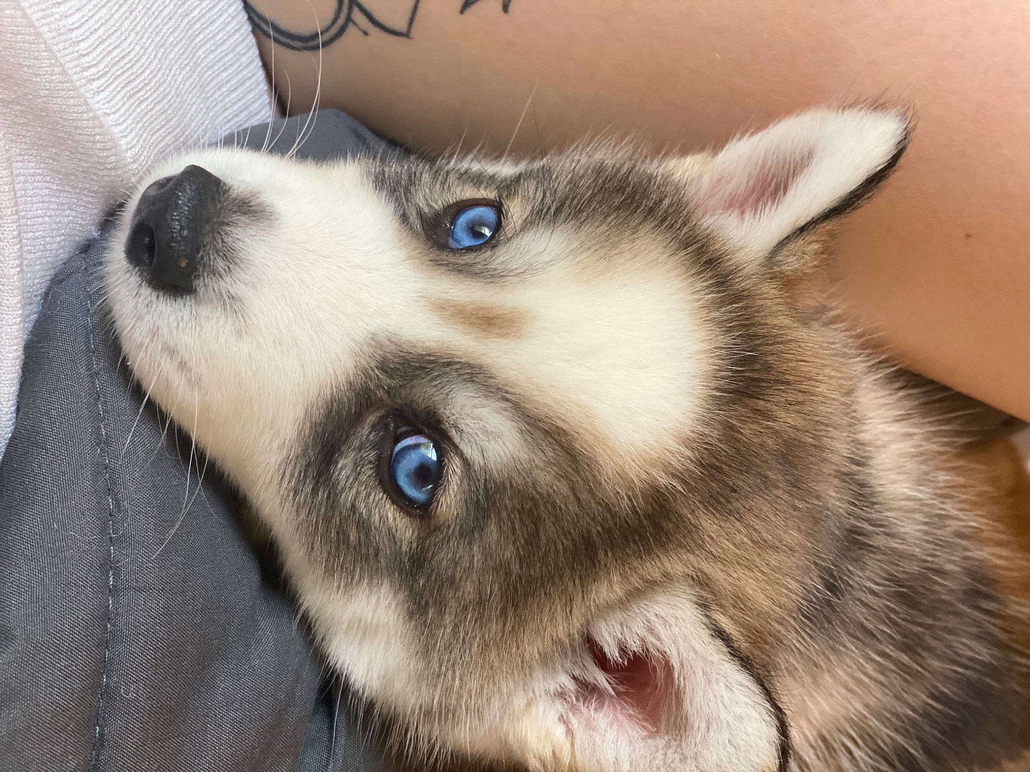 Anubis is registered to the contest to win money with this photo: canidae, carnivore, couch, dog, dog_breed, domestic_short_haired_cat, ear, eye, eyelash, felidae, fur, iris, paw, sled_dog, small_to_medium_sized_cats, snout, sporting_group, terrestrial_animal, whiskers, working_animal