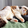 Arès participe au concours pour gagner de l'argent avec cette photo : cat, calico_cat, fluffy, long_hair, pet, animal, face, eyes, whiskers, paws, pink_toebeans, tail, lying_down, relaxed, playful, couch, blanket, indoor, cozy, portrait