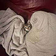 Arès participe au concours pour gagner de l'argent avec cette photo : cat, kitten, tabby, animal, pet, furry, face, eyes, ears, whiskers, blanket, fleece, couch, indoor, cozy, snuggling, hiding, portrait, cute, relaxed