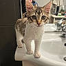 cat, kitten, tabby, feline, animal, fur, whiskers, green_eyes, large_ears, pink_nose, standing, portrait, close_up, bathroom, sink, countertop, faucet, indoors, pet, cute