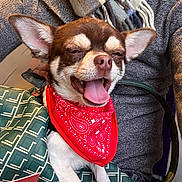 Guismo a rejoint le concours — aidez-le/la à gagner de superbes lots ! dog, bandana, bag, green, pattern, small_dog, happy, tongue_out, ears, closeup, person, clothing, scarf, sweater, indoor, pet, cute, portrait, animal, snuggled