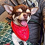 dog, bandana, bag, green, pattern, small_dog, happy, tongue_out, ears, closeup, person, clothing, scarf, sweater, indoor, pet, cute, portrait, animal, snuggled