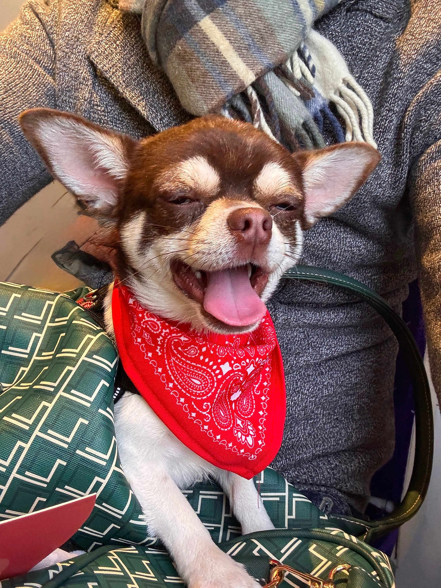 Guismo a rejoint le concours — aidez-le/la à gagner de superbes lots ! dog, bandana, bag, green, pattern, small_dog, happy, tongue_out, ears, closeup, person, clothing, scarf, sweater, indoor, pet, cute, portrait, animal, snuggled