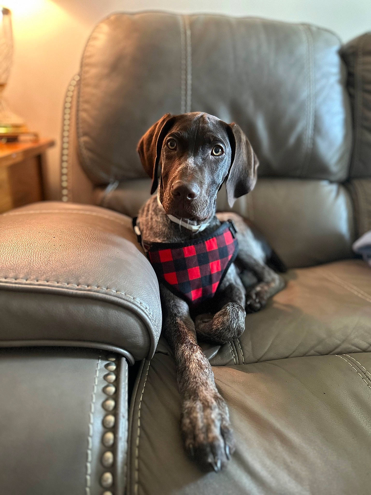 Elvis joined the competition — help win amazing prizes! carnivore, chair, collar, comfort, companion_dog, couch, dog, dog_breed, dog_collar, dog_supply, fawn, fur, furniture, grey, guard_dog, liver, living_room, sporting_group, studio_couch, working_animal