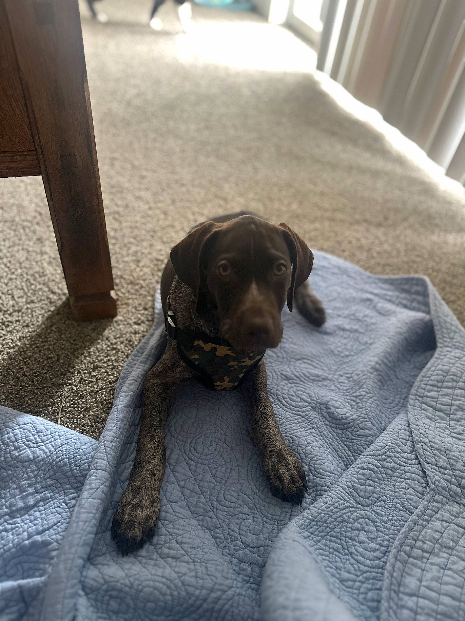 Elvis joined the competition — help win amazing prizes! blanket, brown, carnivore, comfort, companion_dog, dog, dog_breed, flooring, fur, grey, guard_dog, gun_dog, hardwood, linens, liver, sporting_group, terrestrial_animal, wood, working_animal