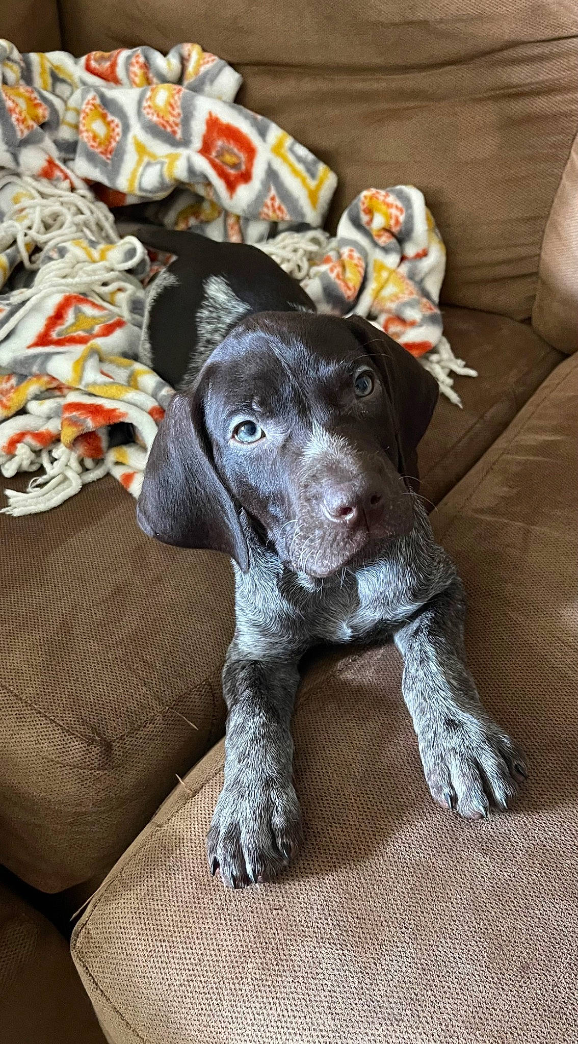 Elvis is registered to the contest to win money with this photo: borador, braque_dauvergne, canidae, carnivore, collar, comfort, companion_dog, dog, dog_breed, flooring, fur, gun_dog, hunting_dog, liver, non_sporting_group, old_danish_pointer, snout, sporting_group, working_animal