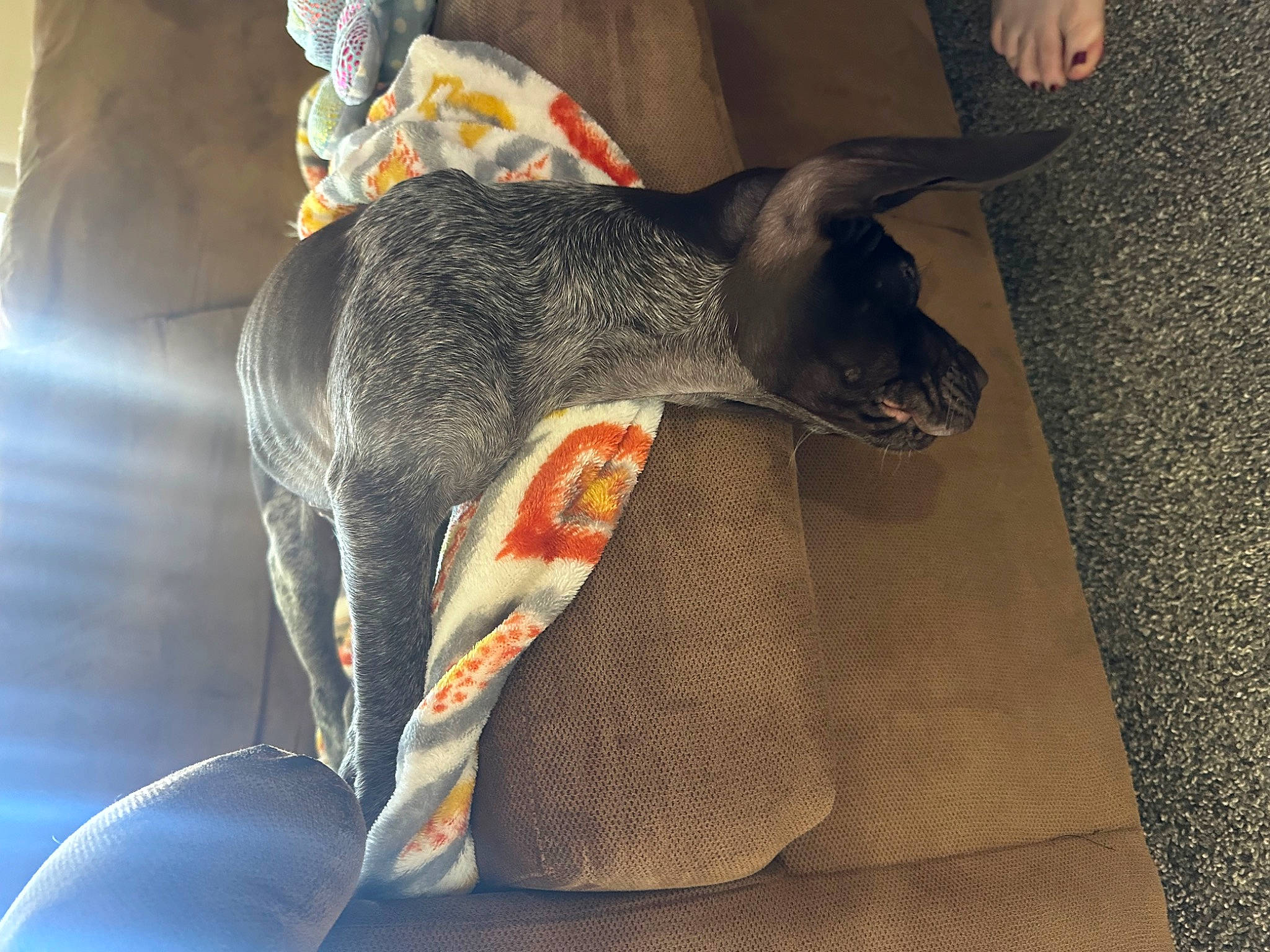 Elvis is registered to the contest to win money with this photo: canidae, carnivore, comfort, dog, dog_breed, fawn, felidae, flooring, grey, non_sporting_group, plant, rampur_greyhound, sporting_group, tail, terrestrial_animal, working_animal