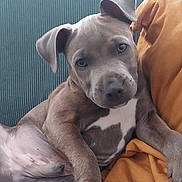 Grizzly joined the competition — help win amazing prizes! puppy, dog, couch, blanket, indoor, pet, relaxed, fur, ears, paw, nose, cute, animal, home, comfort, resting, young, canine, portrait, seated