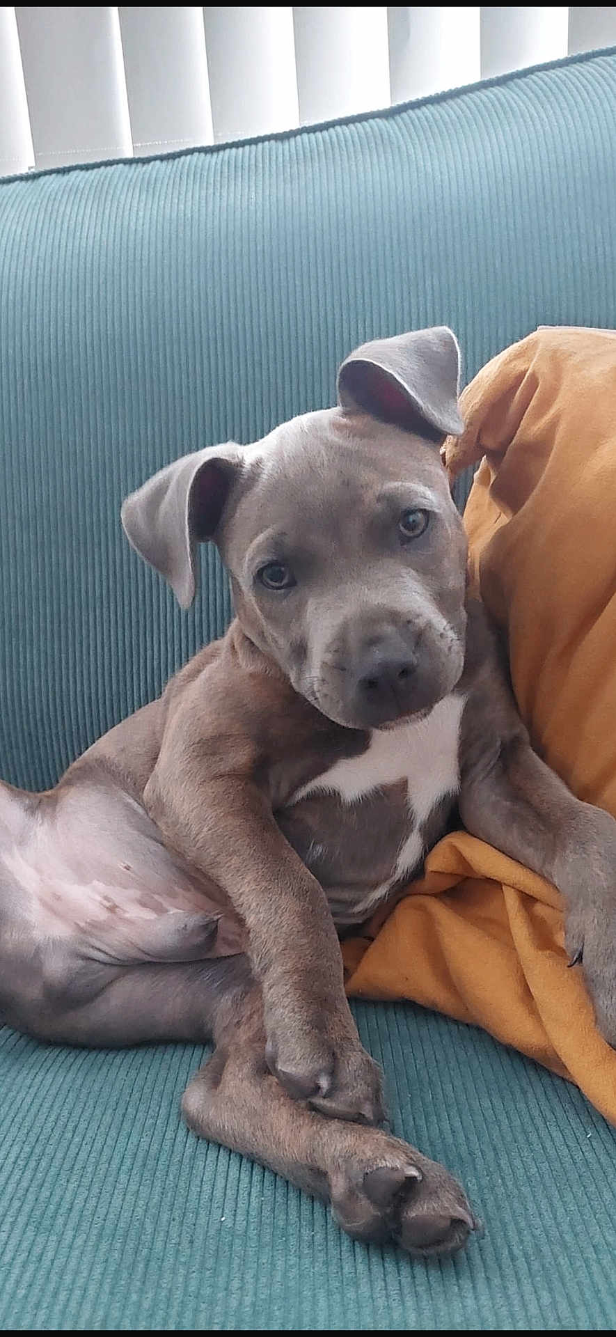 Grizzly joined the competition — help win amazing prizes! puppy, dog, couch, blanket, indoor, pet, relaxed, fur, ears, paw, nose, cute, animal, home, comfort, resting, young, canine, portrait, seated