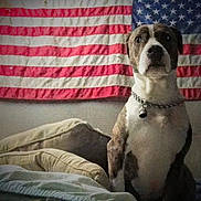 Angus joined the competition — help win amazing prizes! dog, american_flag, bed, pet, indoor, chain_collar, brown_and_white, seated, furniture, wall, domestic_animal, canine, alert, portrait, household, comfort, animal, mammal, fur, companionship
