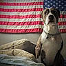 dog, american_flag, bed, pet, indoor, chain_collar, brown_and_white, seated, furniture, wall, domestic_animal, canine, alert, portrait, household, comfort, animal, mammal, fur, companionship