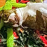 dog, pet, lying_down, smiling, blanket, plush_toy, green_toy, indoor, cozy, playful, brown_and_white, cute, animal, canine, resting, funny_face, home, fabric, relaxed, cheerful