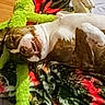 dog, smiling, lying_down, blanket, bed, plush_toy, indoor, cozy, happy, pet, brown_and_white, fur, relaxed, playful, canine, animal, home, resting, cute, sleepy