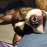 Angus joined the competition — help win amazing prizes! animal, bed, blanket, canine, close_up, comfort, cozy, dog, ears, fur, human_leg, indoor, jeans, nose, pet, relaxed, resting, sleepy, smiling, teeth