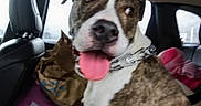 Angus is registered to the contest to win money with this photo: animal, backseat, bag, brown, car_interior, closeup, collar, dog, expression, funny, indoor, leather_seat, looking, metal_chain, pet, pink, seat, tongue, white, window