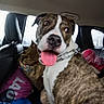 Angus is registered to the contest to win money with this photo: dog, tongue, car_interior, seat, leather_seat, brown, white, collar, pet, animal, backseat, window, bag, pink, metal_chain, expression, looking, closeup, indoor, funny