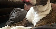 Angus joined the competition — help win amazing prizes! dog, brindle, white_coat, tongue_out, resting, bed, couch, living_room, lamp, furniture, pet, canine, indoors, relaxed, playful, animal, domestic, cozy, home, fur