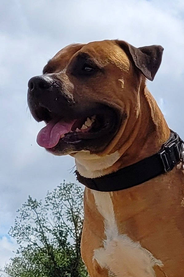 Oscar a rejoint le concours — aidez-le/la à gagner de superbes lots ! canidae, carnivore, cloud, collar, companion_dog, dog, dog_breed, dog_collar, dog_supply, fawn, leash, liver, pet_supply, sky, snout, sporting_group, tree, whiskers, working_animal, working_dog